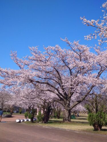 桜満開のイ−スタ−