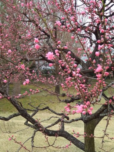 桃の花が綺麗でした